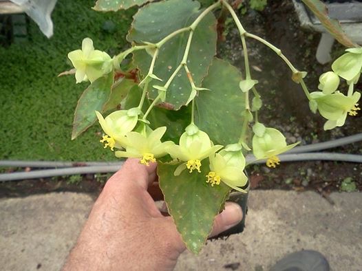 B. ‘Mellow Yellow’